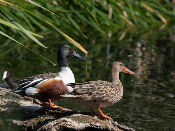 <h3><a href="/trips/Tucson_2023/biota/animalia/chordata/aves/007 anseriformes/003 anatidae/anas clypeata/anas clypeata-nl.html">Anas&nbsp;clypeata</a> / Northern&nbsp;shoveler / Slobeend</h3>OM-1 met OLYMPUS M.300mm F4.0, 1/2000 sec  bij F5.6, ISO 1250, afstand 12.3&nbsp;m